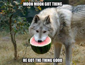 MoonMoon Wolf Meme