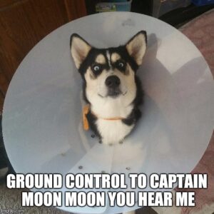 Funny Meme on Moonshot