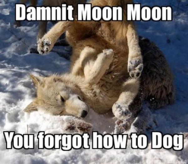 Fun MoonMoon Wolf