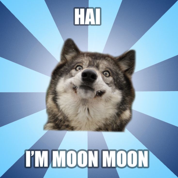 MoonMoon Wolf Meme